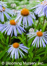 Aster tongolensis 'Napsbury'